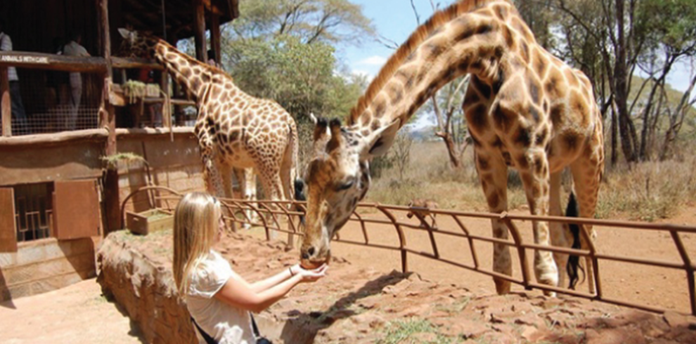 Giraffes